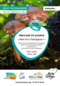 photo Nom d'un champignon