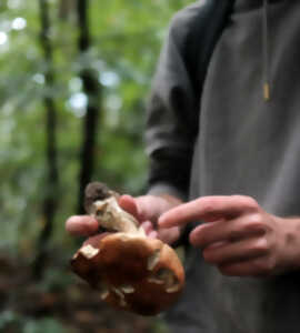 photo Introduction aux champignons en forêt d'Halatte