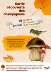 photo Sortie champignons