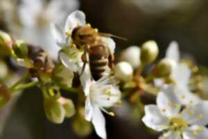 photo REFLEXION SUR UNE APICULTURE POUR DEMAIN