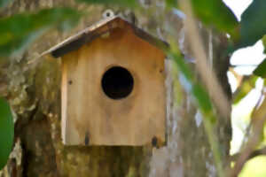 photo Créer un nichoir à oiseaux