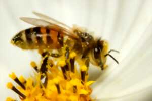 Une journée au cœur du monde des abeilles !