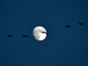 photo Accueil naturaliste sur les grues