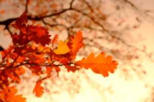 photo Bal d'Automne à Saint-Michel L'Ecluse et Léparon