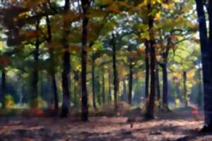 Spectacle jeune public : Balade en forêt des sons