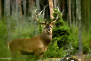 photo REPAS DE CHASSE