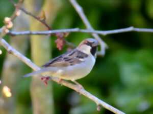 photo Conférence et exposition sur les oiseaux de nos parcs et jardins