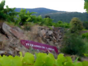 photo IMMERSION DANS UN VIGNOBLE :ATELIER 