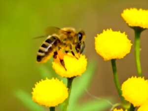 photo Découvrir le monde des abeilles...