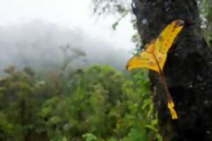 photo CONFÉRENCE : MADAGASCAR, LA FORÊT DE NOS LOINTAINS COUSINS