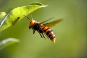 Frelon asiatique: comment assurer le piégeage des reines