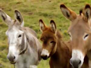 Ferme pour enfants