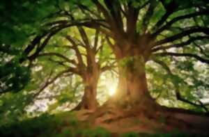 photo Fête de l'arbre et de l'Environnement