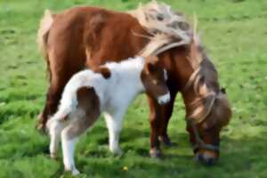 Balades à poney