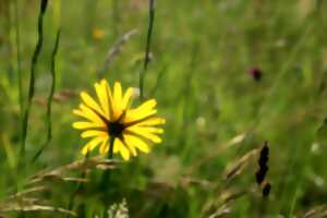 C’est quoi une plante ? - Atlas de la Biodiverstité