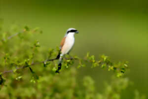 Oiseaux dans une ambiance pastorale