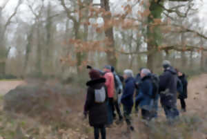 Initiation aux chants d'oiseaux forestiers