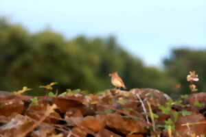 photo LES OISEAUX DU GRAND SITE