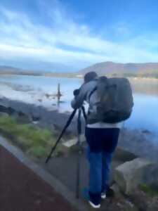 photo Comptage international des oiseaux d'eau