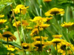 photo Sortie rando-naturo, à la découverte des plantes