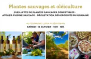 photo CUEILLETTE PLANTES SAUVAGES ET OLÉICULTURE