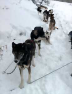 Balades en chiens de traineau ou en kart à chiens