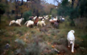 photo PETITE TRANSHUMANCE HIVERNALE