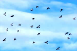 photo Observer les oiseaux migrateurs sur la Corniche basque