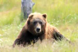 photo RENCONTRE AVEC L'OURS