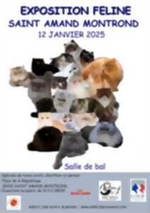 photo Exposition féline, spéciale races exotic shorthair et persan