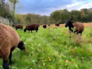 photo La Transhumance au bord de Semoy