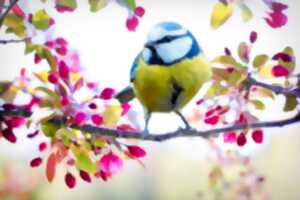 Fête du Printemps