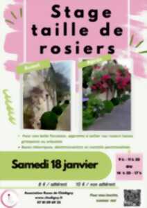 photo Stage de taille de rosiers