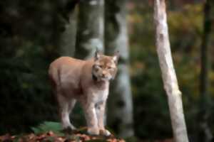 photo Conférence : le lynx  à travers l'histoire