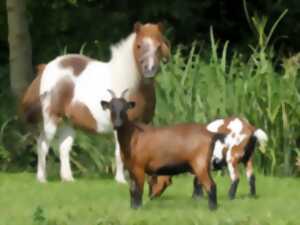 photo Nourrissage des animaux