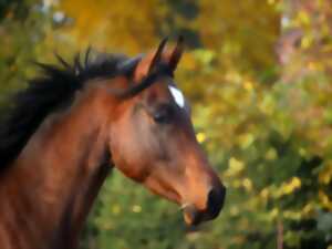 photo Activité autour du poney