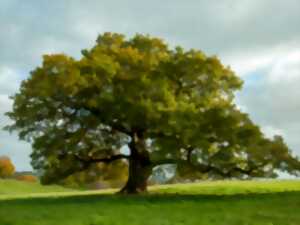 photo Balade « Le trésor des arbres » à Saint-Léon