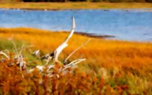 photo Voyage dans les paysages d'eaux de l'estuaire de la Gironde - Sur inscription