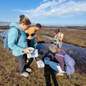 photo Observateurs du Littoral : découvrez la richesse de la biodiversité de l’estran rocheux.