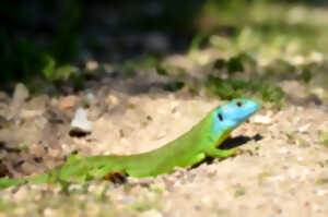 photo Formation à l'identification des reptiles des Landes de Gascogne