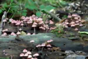 photo Formation initiation aux champignons des Landes de Gascogne