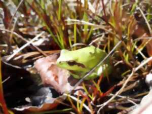 photo Balade sur : « Le monde mystérieux des amphibiens »