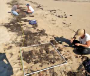 photo Observateurs du Littoral : découvrez les enjeux des plages vivantes