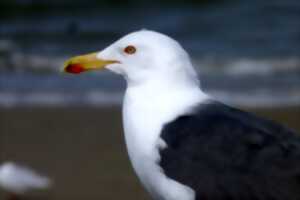 photo Visite guidée : Reconnaissance des mouettes et goélands en front de mer