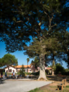 Concours de pétanque