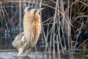 photo Les oiseaux hivernants de Brenne à Foucault