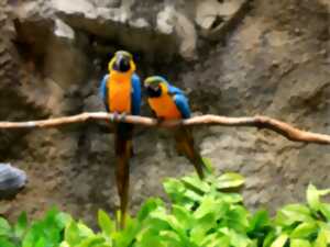 photo Bourse aux Oiseaux