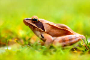 photo Formation à l'identification des amphibiens des Landes de Gascogne