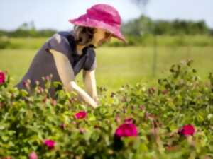 photo Rendez-vous au jardin des roses