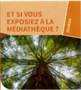 photo Collecte participative d'oeuvres sur les arbres